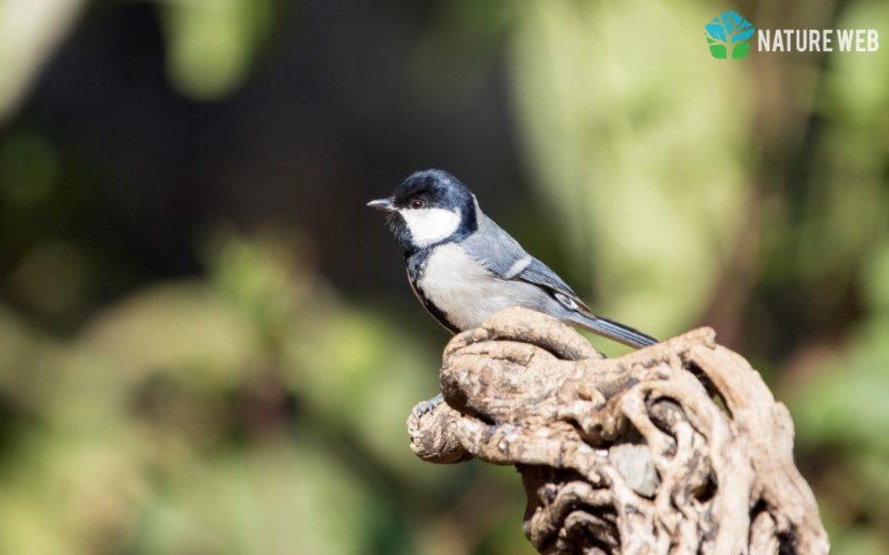 Perching Birds